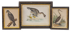Three Early Bird Engravings