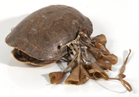 NATIVE AMERICAN TURTLE SHELL RATTLE