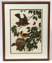 John A. Ruthven (Ohio) Print "American Robins"