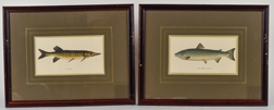 Two Early Lithographs of Fish