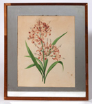 Early Botanical Watercolor
