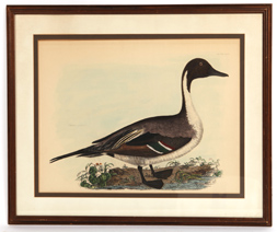 ROBERT MITFORD COMMON PINTAIL HAND COLORED LITHO 